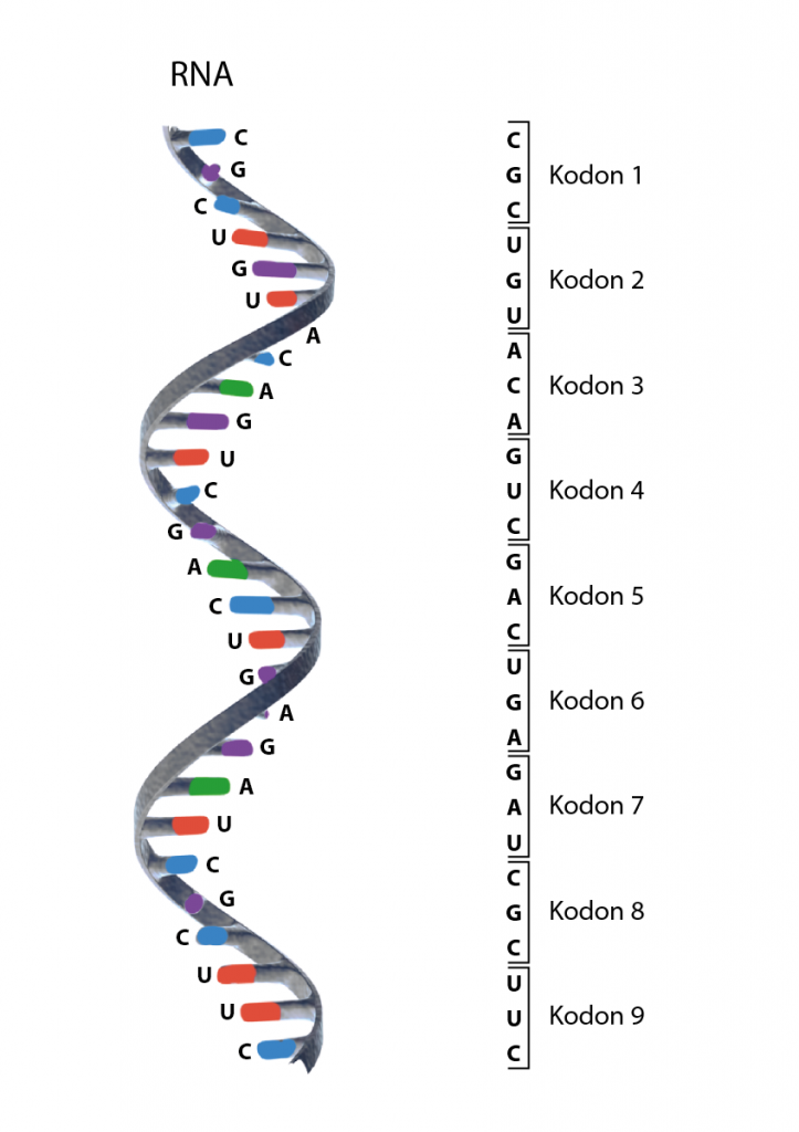 Illustration av RNA och de tripletter av kvävebaser som utgör kodon