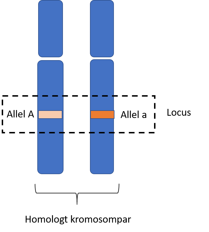 Illustration av ett homologt kromosompar