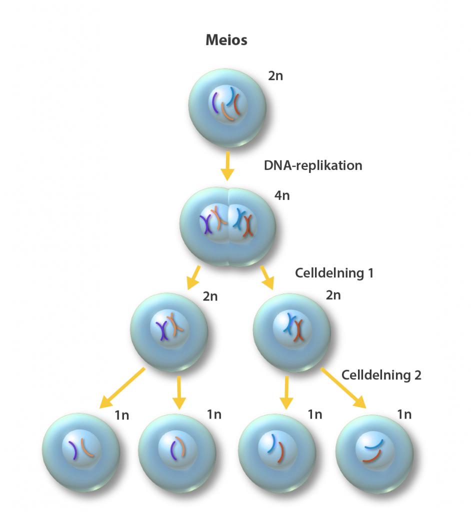 illustration av celldelningsprocessen meios