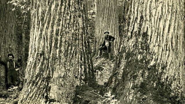 Ett foto av människor vid amerikanska kastanjer under senare delen av 1800-talet. Foto: The American Chestnut Foundation.