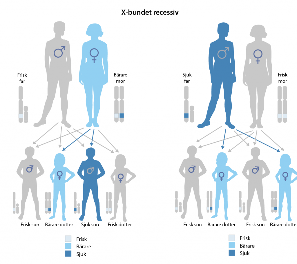 Illustration över X-bunden recessiv nedärvning. 