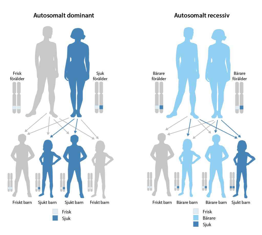 Illustration av hur en autosomalt dominant och en autosomalt recessiv sjukdom nedärvs från föräldrar till barn. 