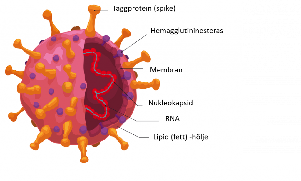 Coronavirusets struktur