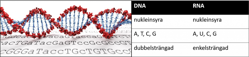 tabell som visar skillnaderna mellan DNA och RNA