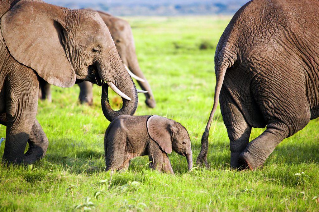 Bild på elefantfamilj i amboseli nationalpark, Kenya