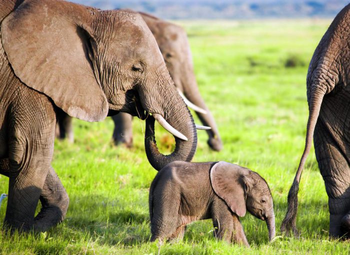 Bild på elefantfamilj i amboseli nationalpark, Kenya