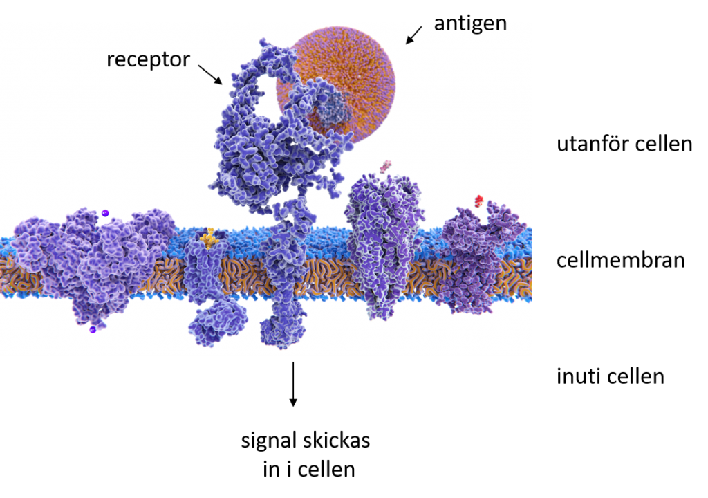 en receptor i ett cellmembran