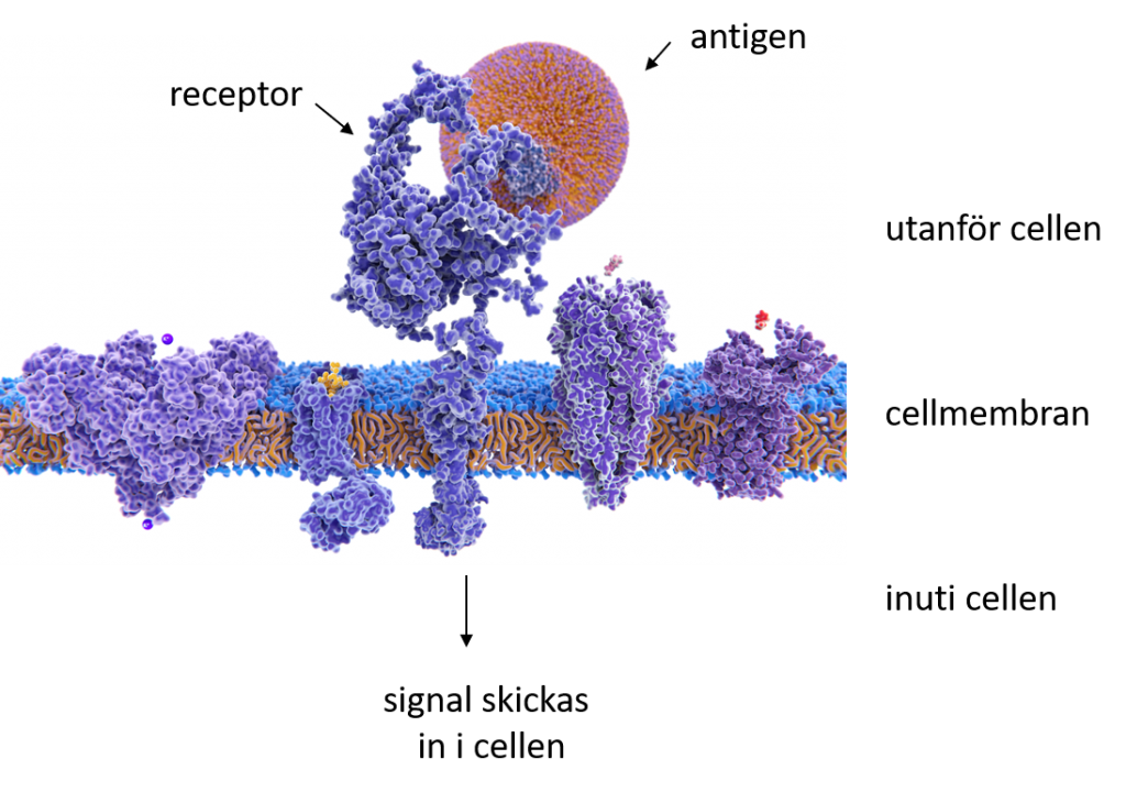 en receptor i ett cellmembran 