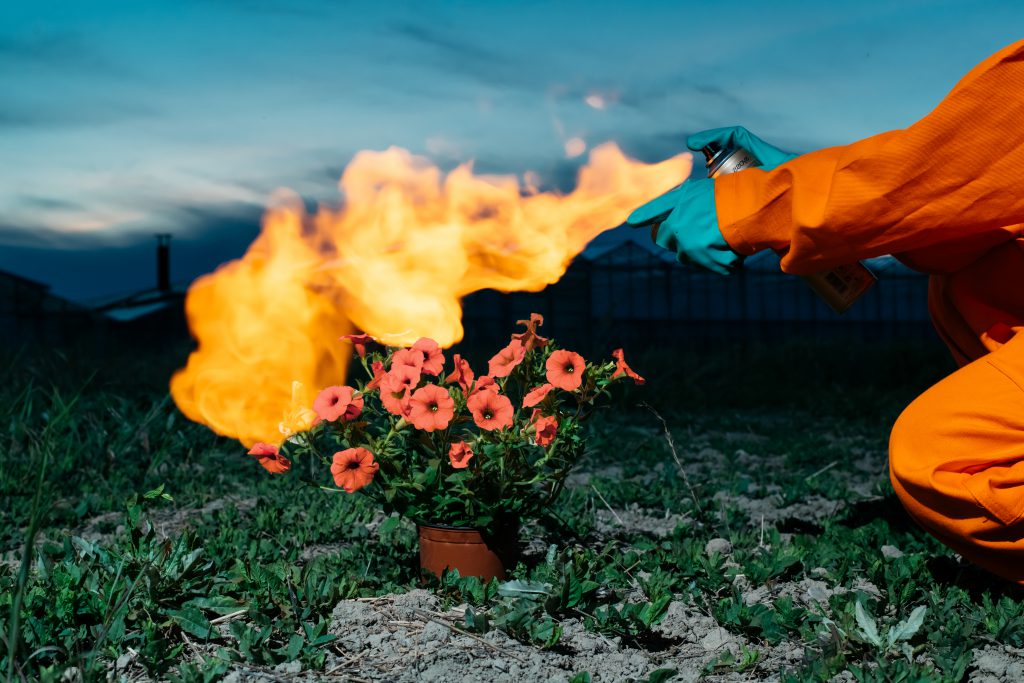 Bild på en personer som bränner upp en kruka med orangea petunior. 