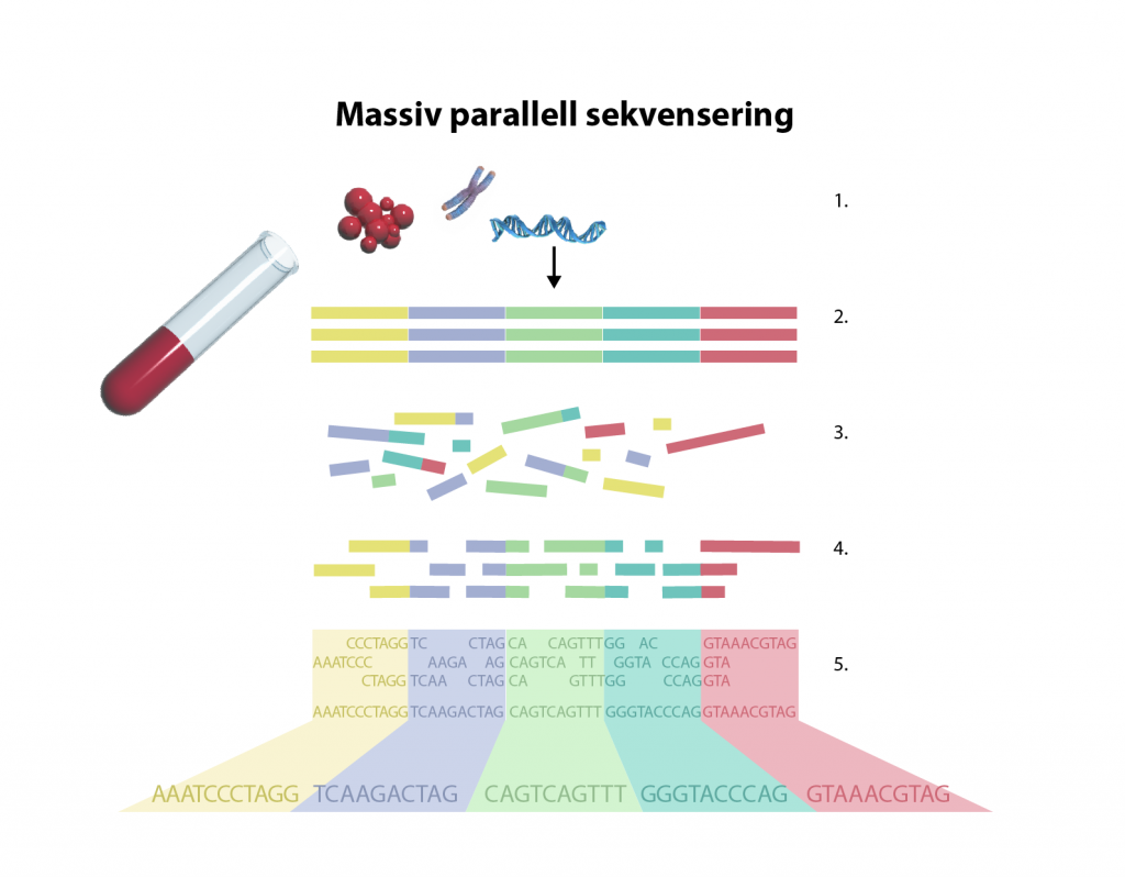 Schematisk illustration av massiv parallell sekvensering. 