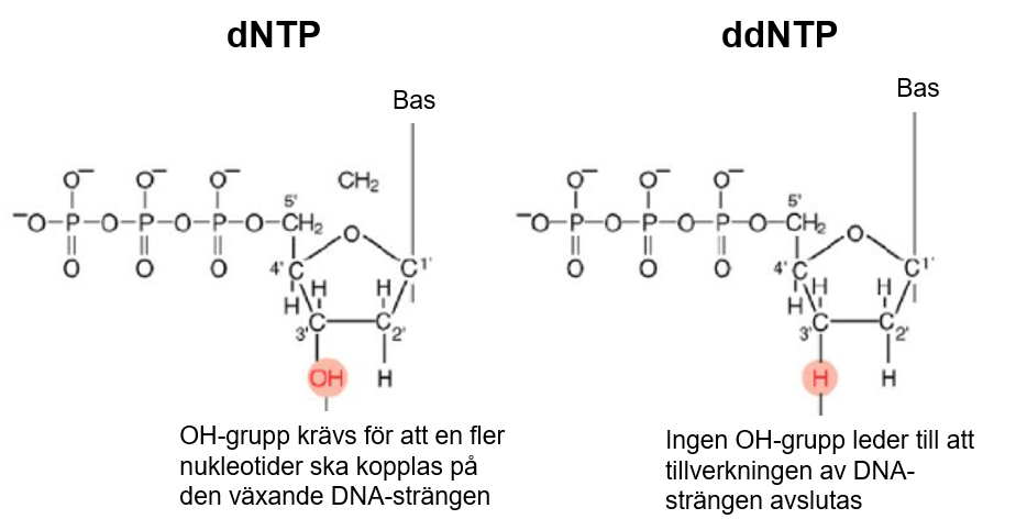 illustration av dNTP och ddNTP