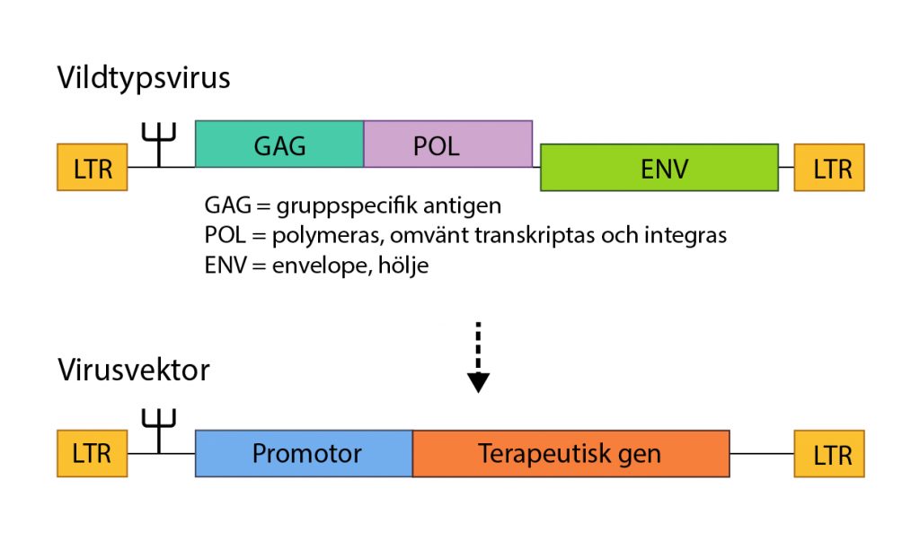 Illustration av skillnaden mellan ett vildtypsvirus och en virusvektors genom.