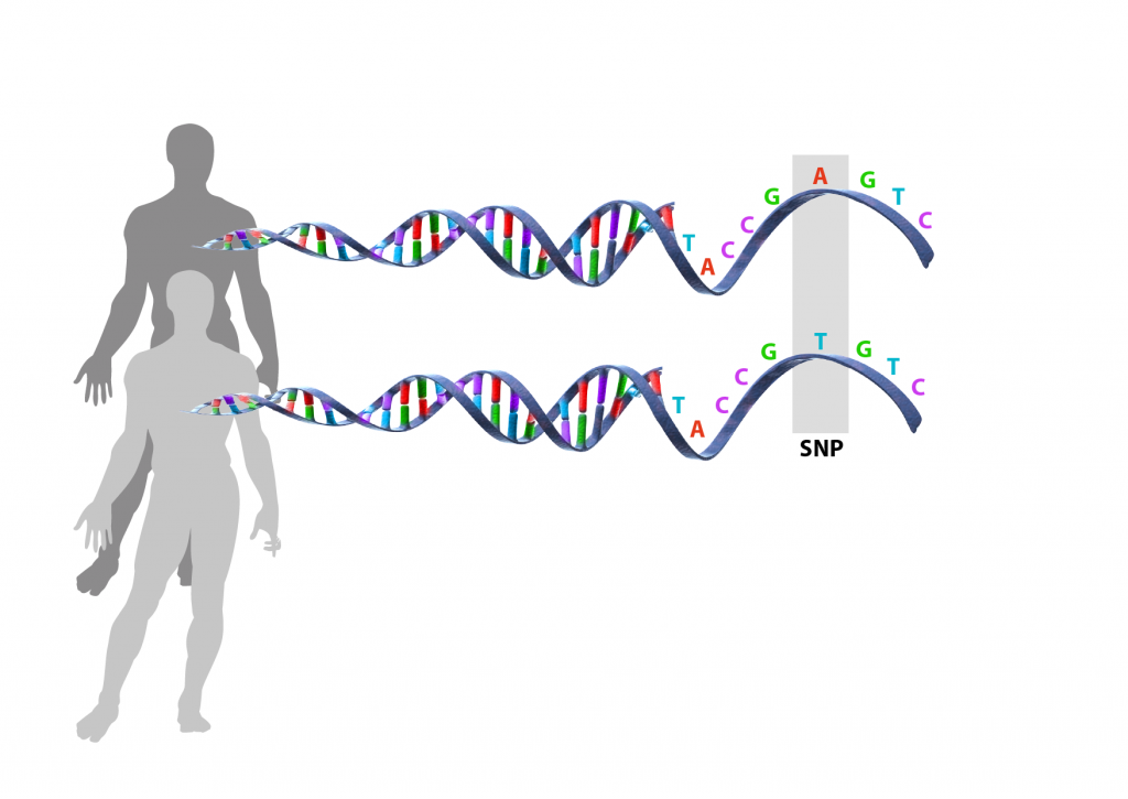 enpaspolymorfi