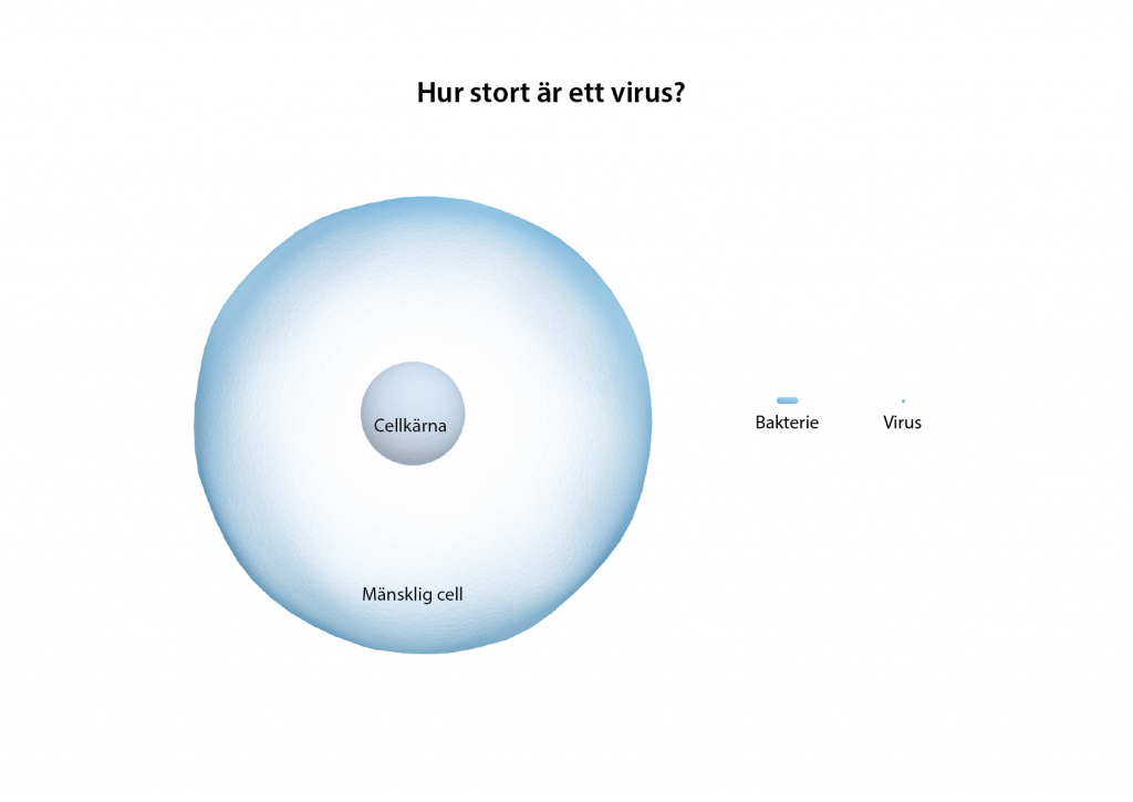 Storleksjämförelse mellan en mänsklig cell, en bakterie och ett virus.