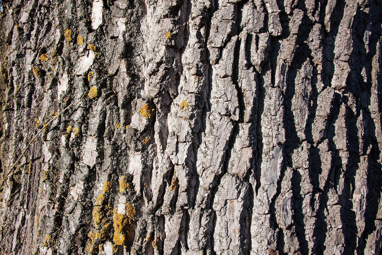 bark