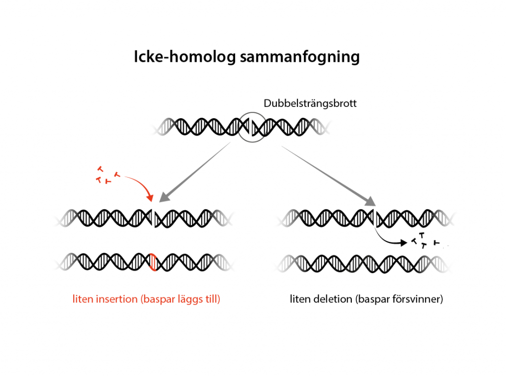 Icke-homolog sammanfogning efter dubbelsträngsbrott på DNA spiralen