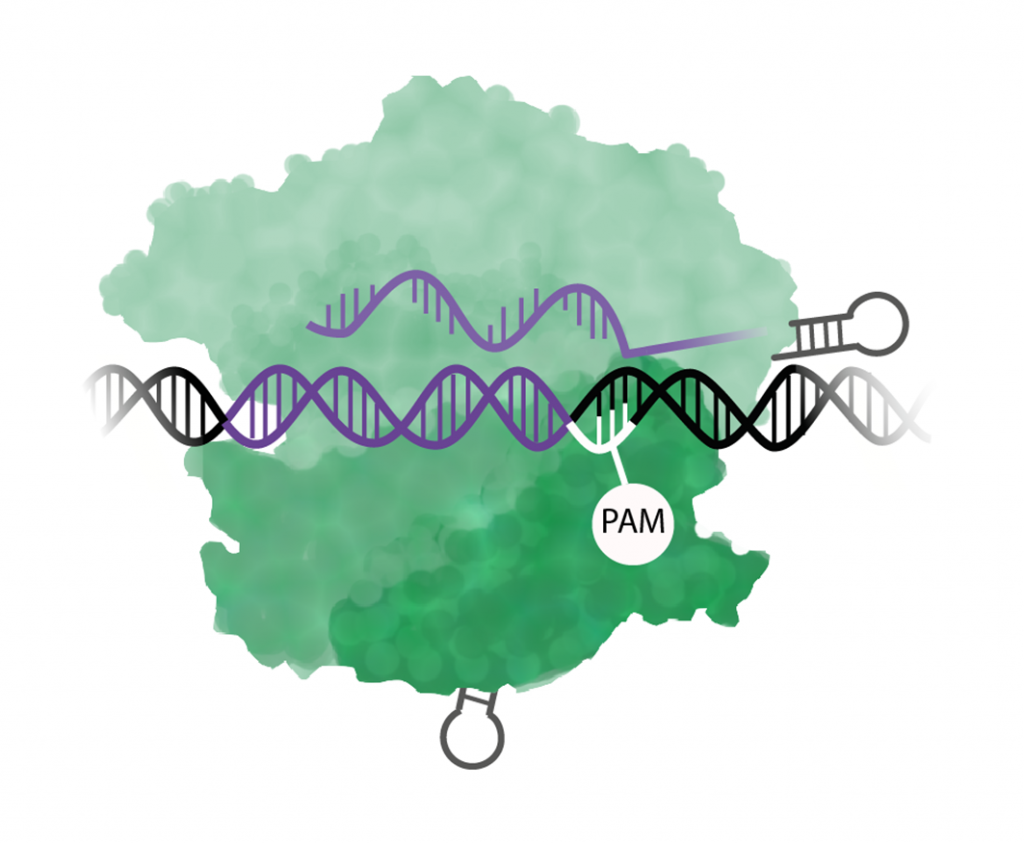 Cas9 känner igen PAM