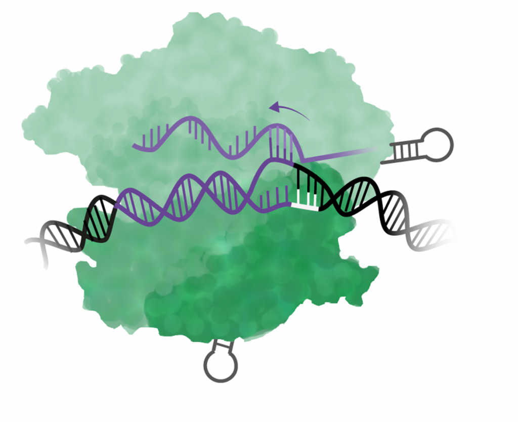 Cas9 öppnar DNA-spiralen