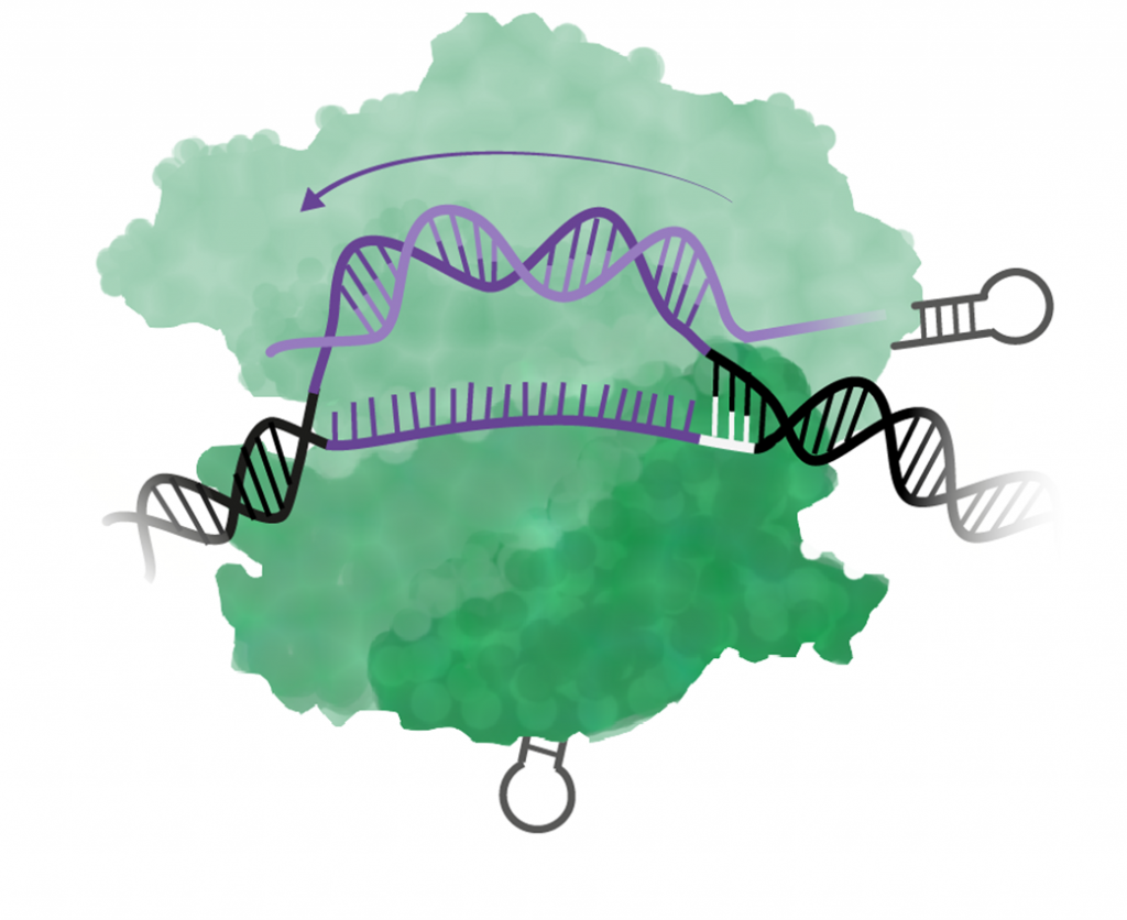 guide-RNA-binder till den ena DNA-strängen