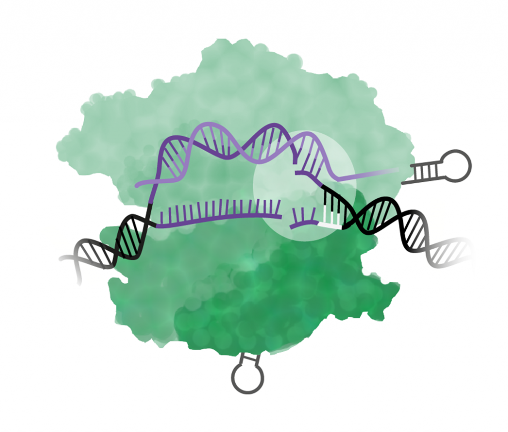 CRISPR/Cas9 klipper av den dubbla DNA-spiralen