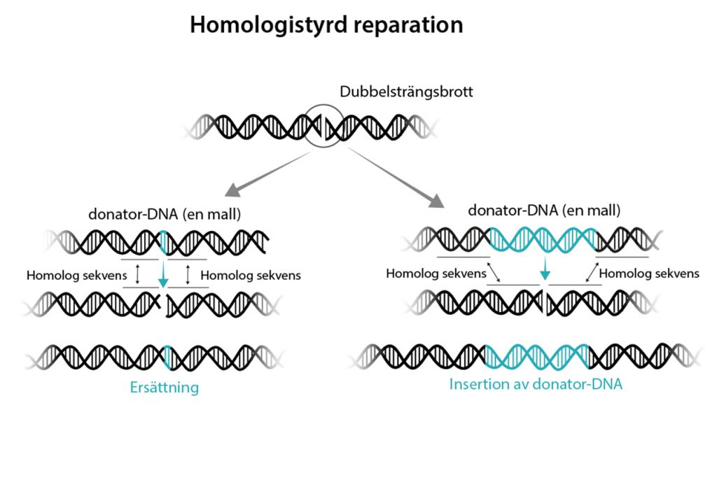 Homologistyrd reparation efter dubbelsträngsbrott på DNA spiralen