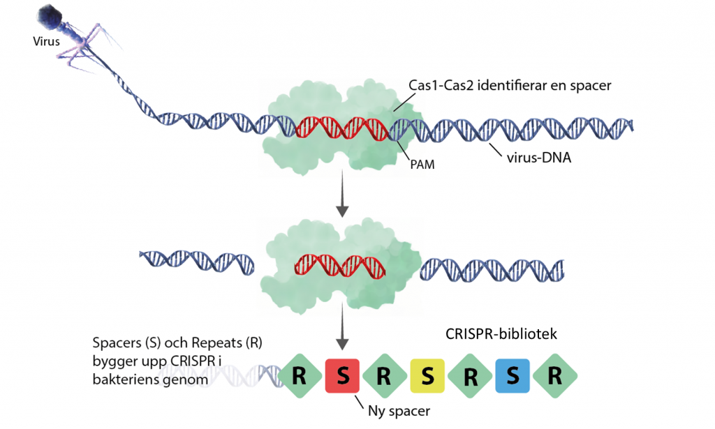 Cas identifierar och fångar upp virus-DNA, en spacer