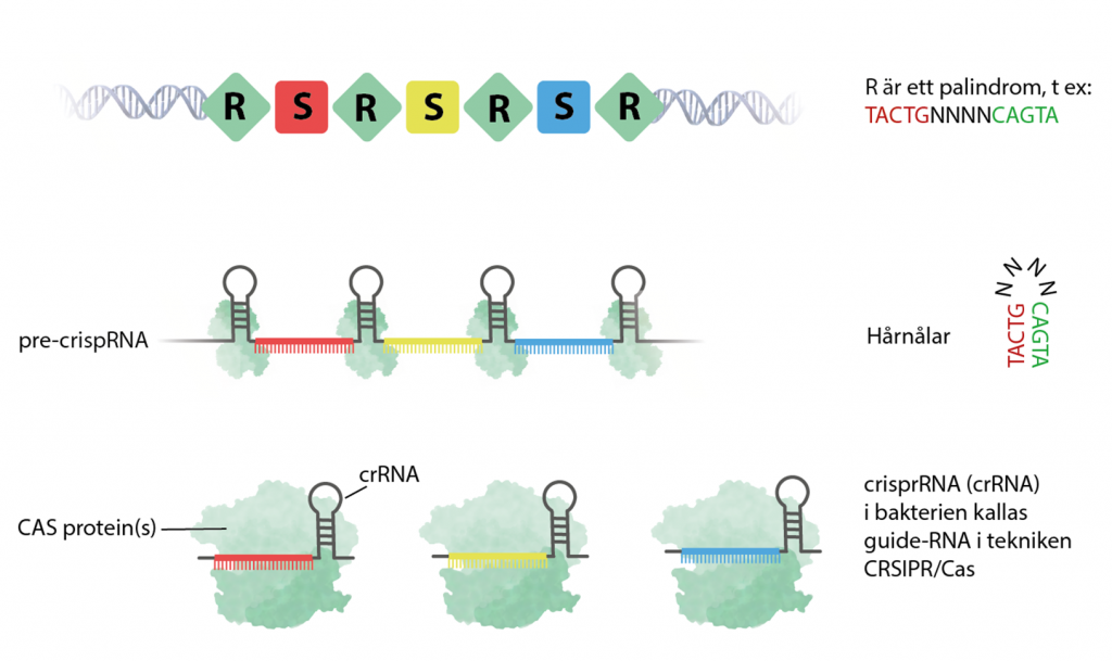 crispr-RNA bildas