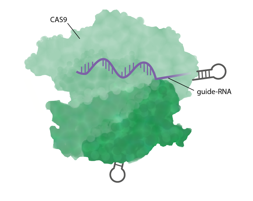 CRISPR/Cas9 består av enzymet Cas9 och ett guide-RNA. 