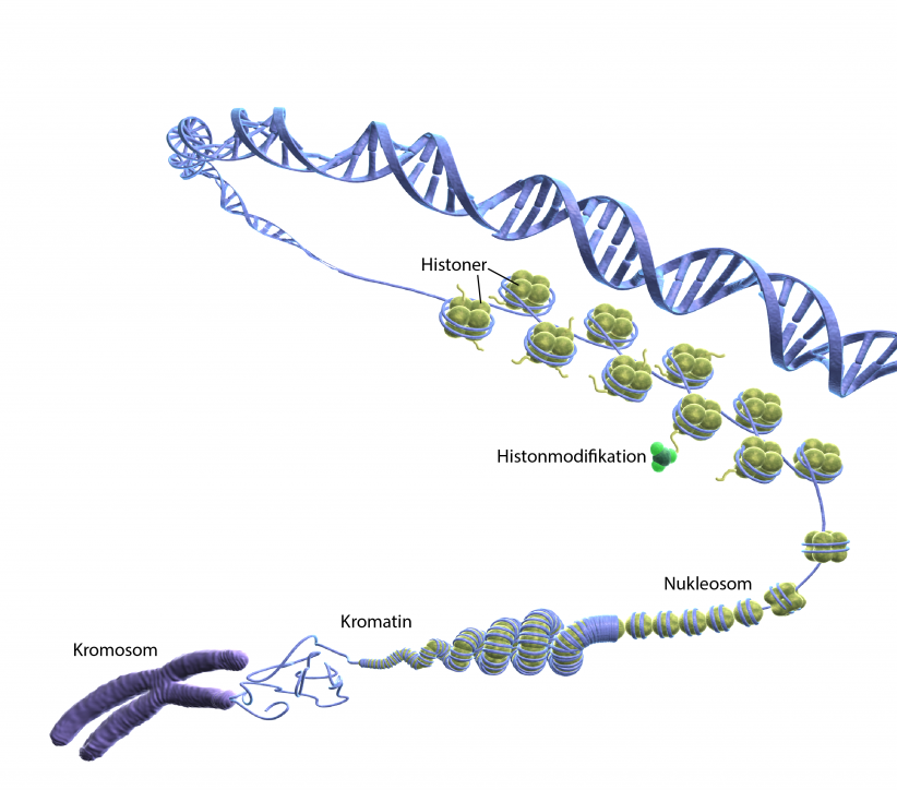 illustration av en kromosoms uppbyggnad