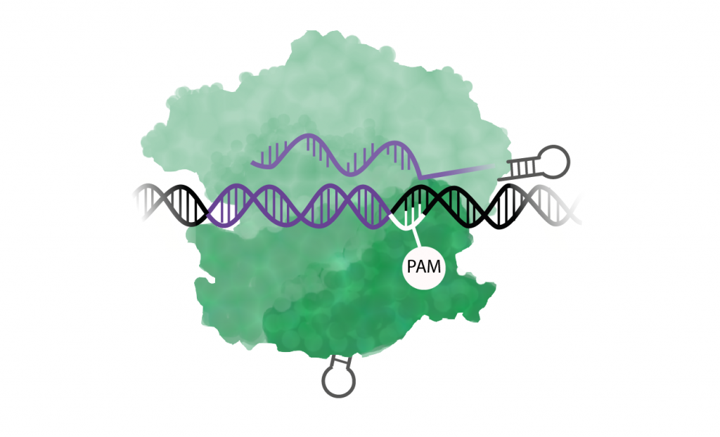 En DNA-spiral med markerat PAM-sekvens dit Cas9 med ett guide-RNA fäst. 