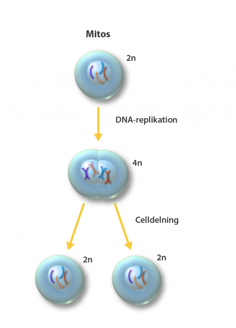 illustration av celldelningsprocessen mitos