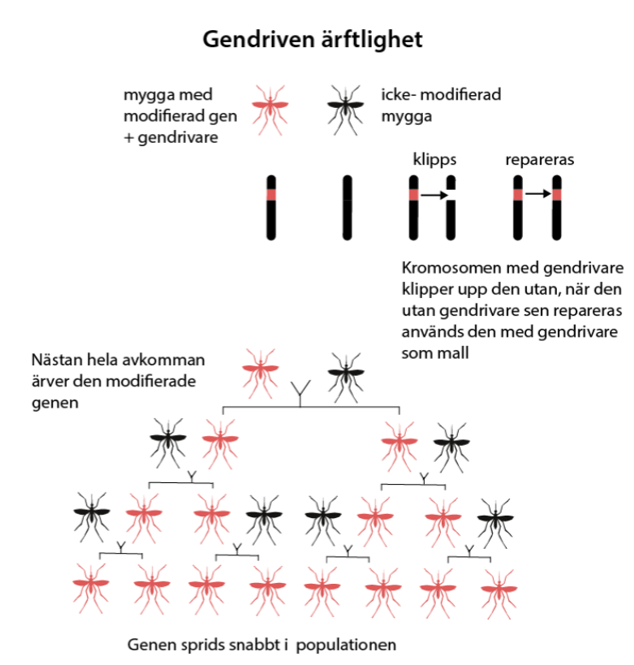 gendriven ärftlighet