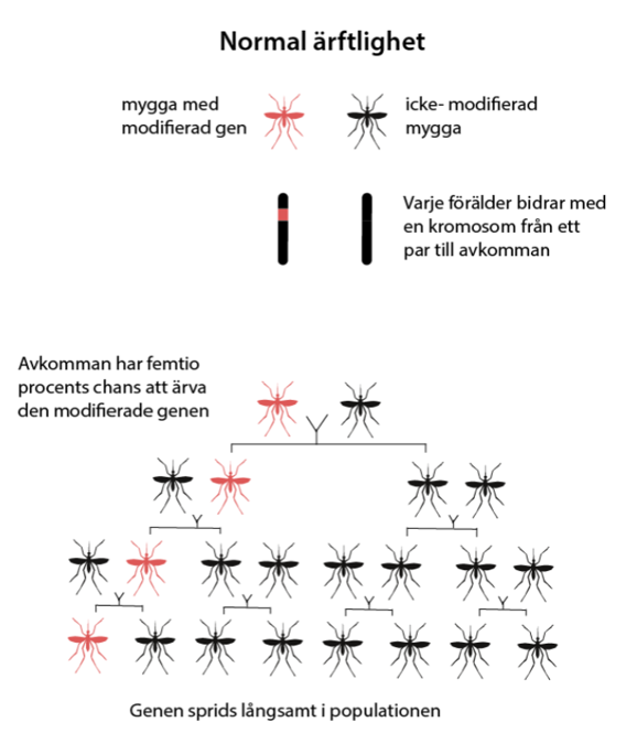 normal ärftlighet 