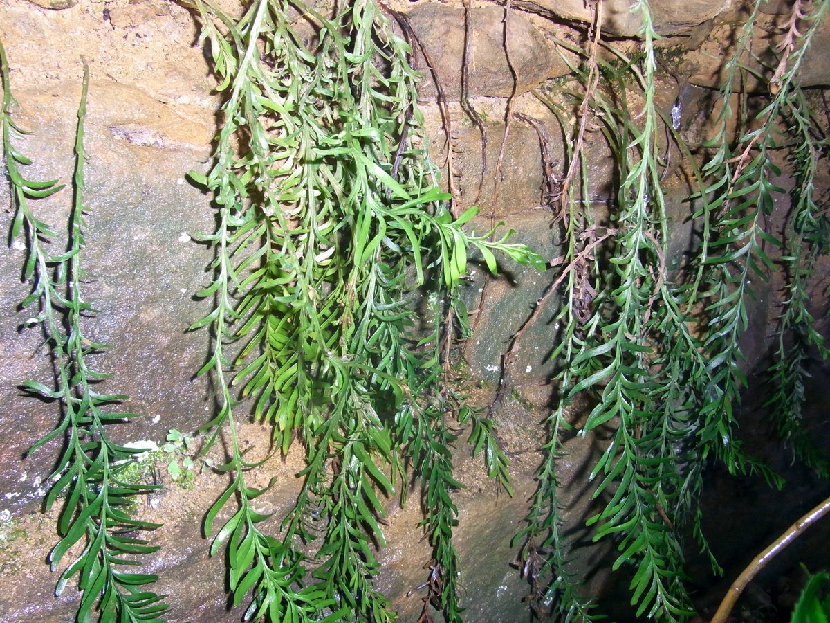 Ormbunken Tmesipteris oblanceolate.