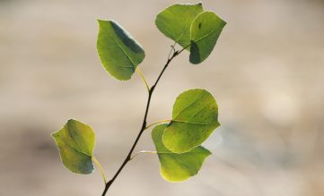 Gentekniknämnden – The Swedish Gene Technology Advisory Board