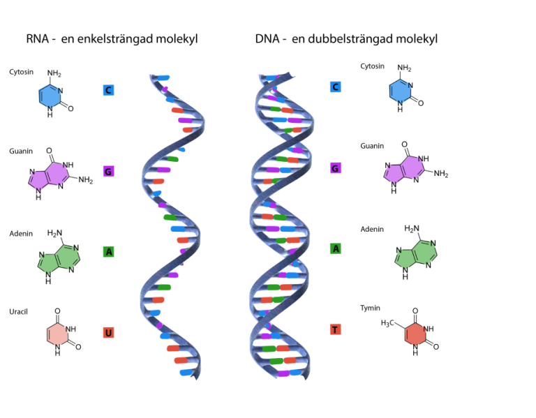 DNA och RNA - Gentekniknämnden