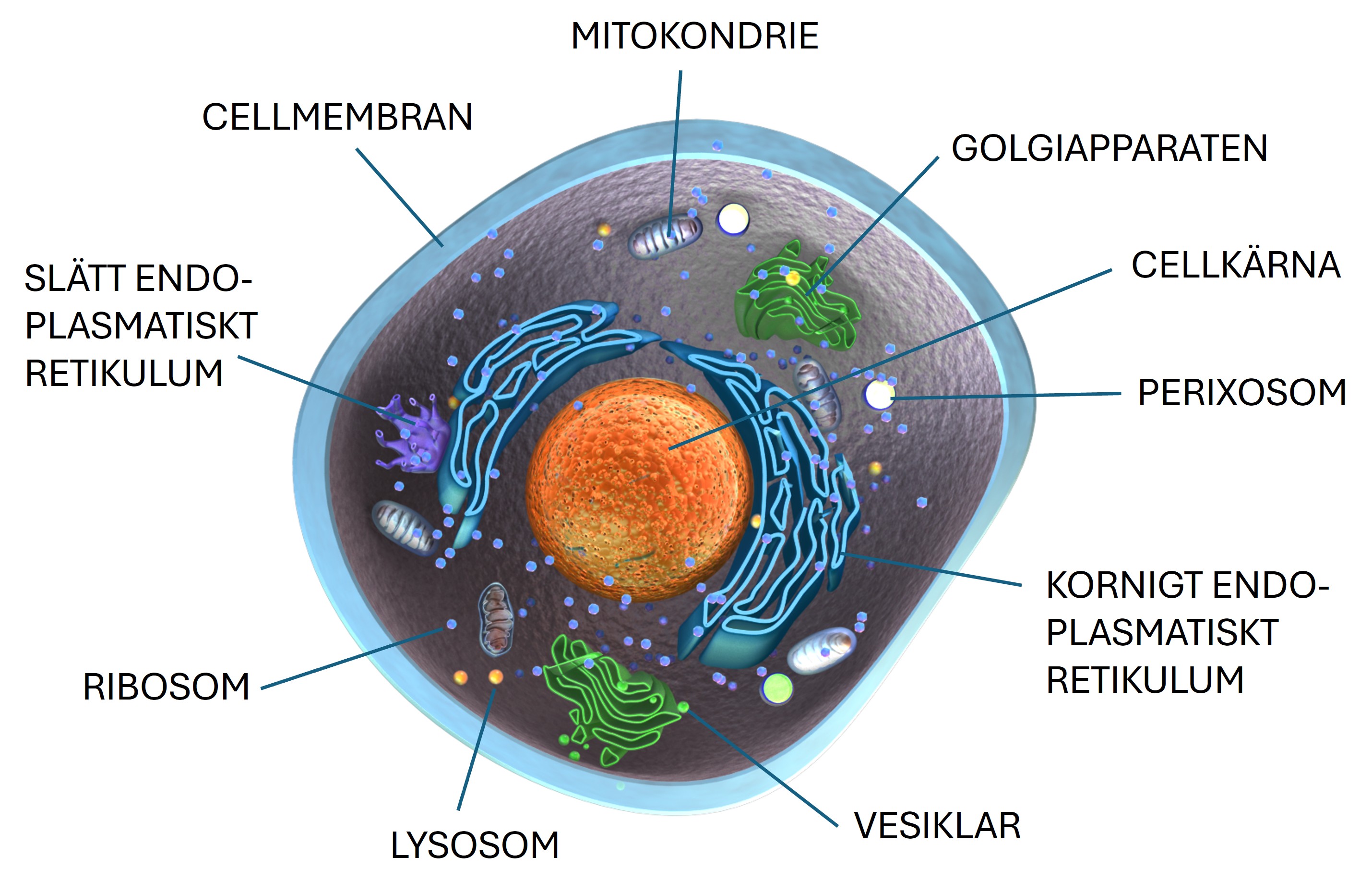cell med organeller utpekade